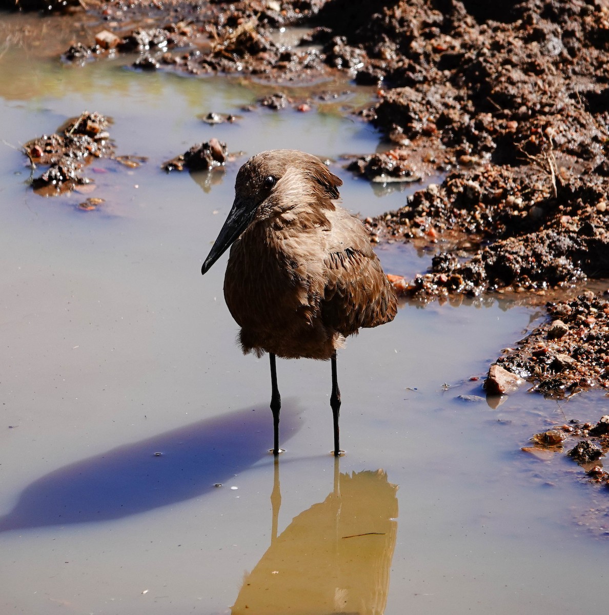 Hamerkop - ML627563352
