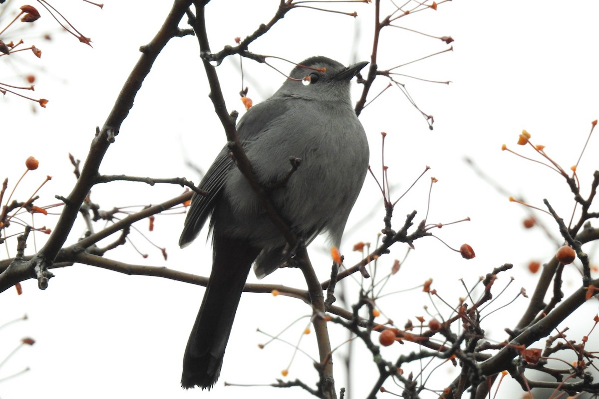 Кошачий пересмешник - ML627563403