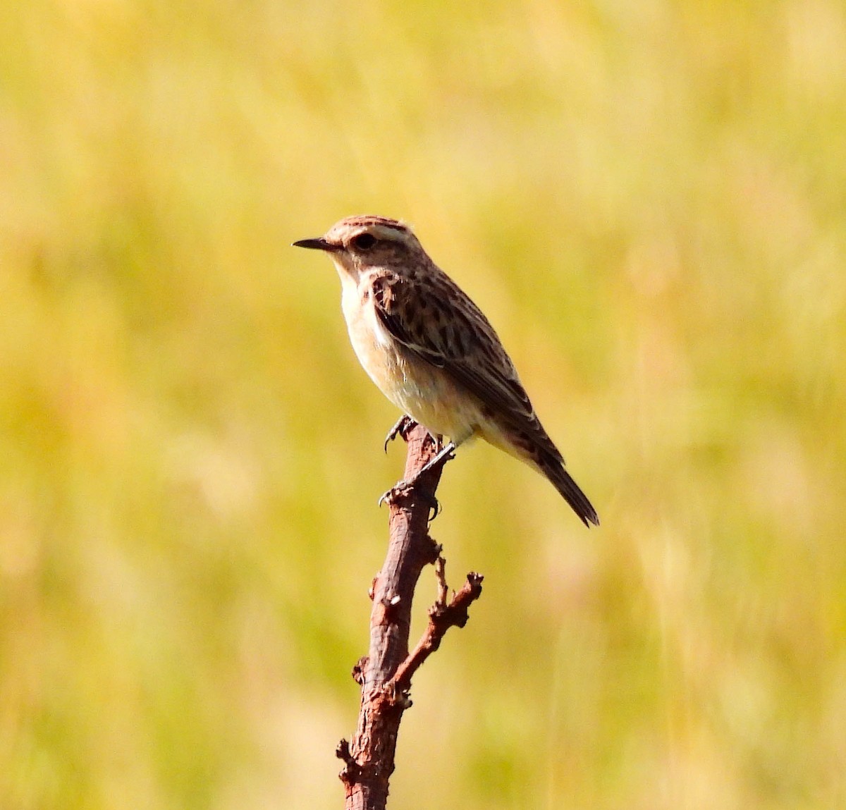 Whinchat - ML627563421