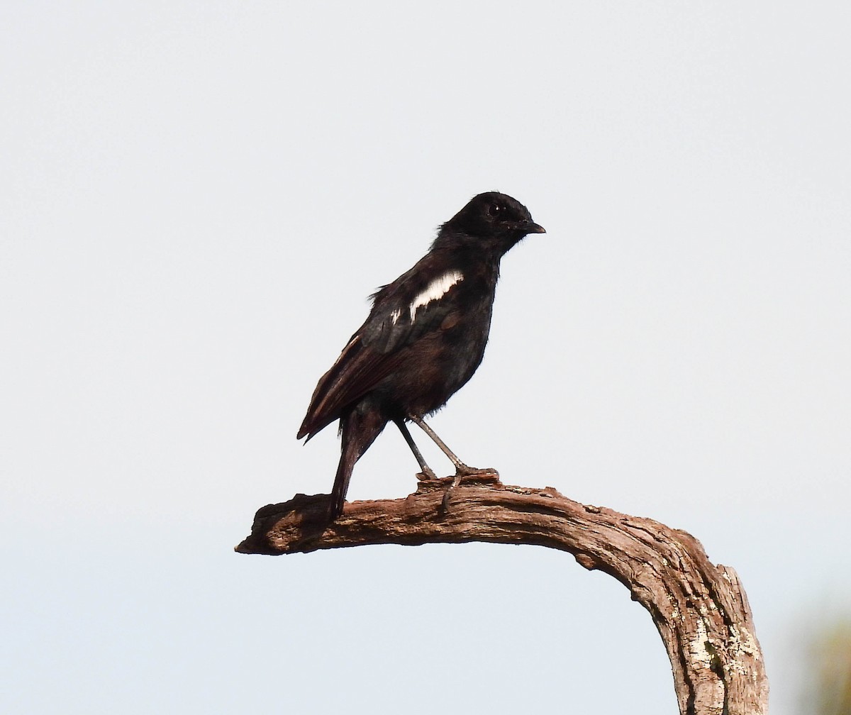 Sooty Chat - ML627563430