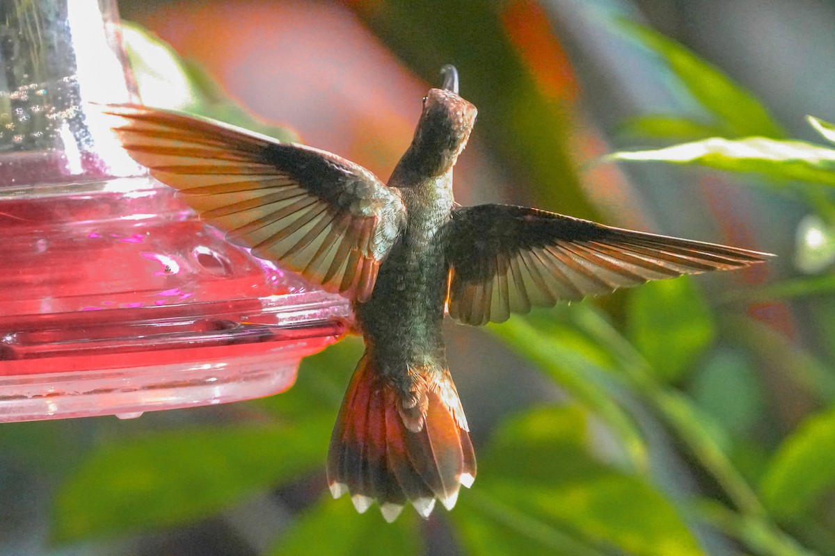 Rufous-breasted Hermit - ML627563441