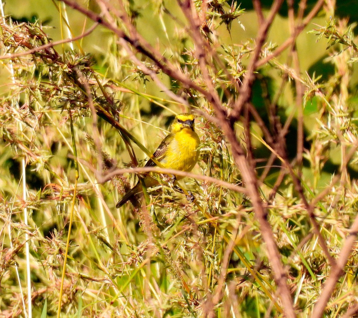 Yellow-fronted Canary - ML627563444