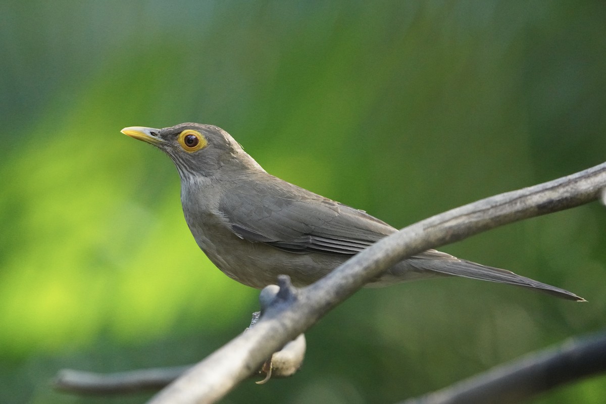 Spectacled Thrush - ML627563458