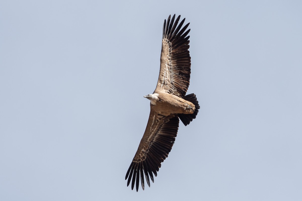 נשר מקראי - ML627563501