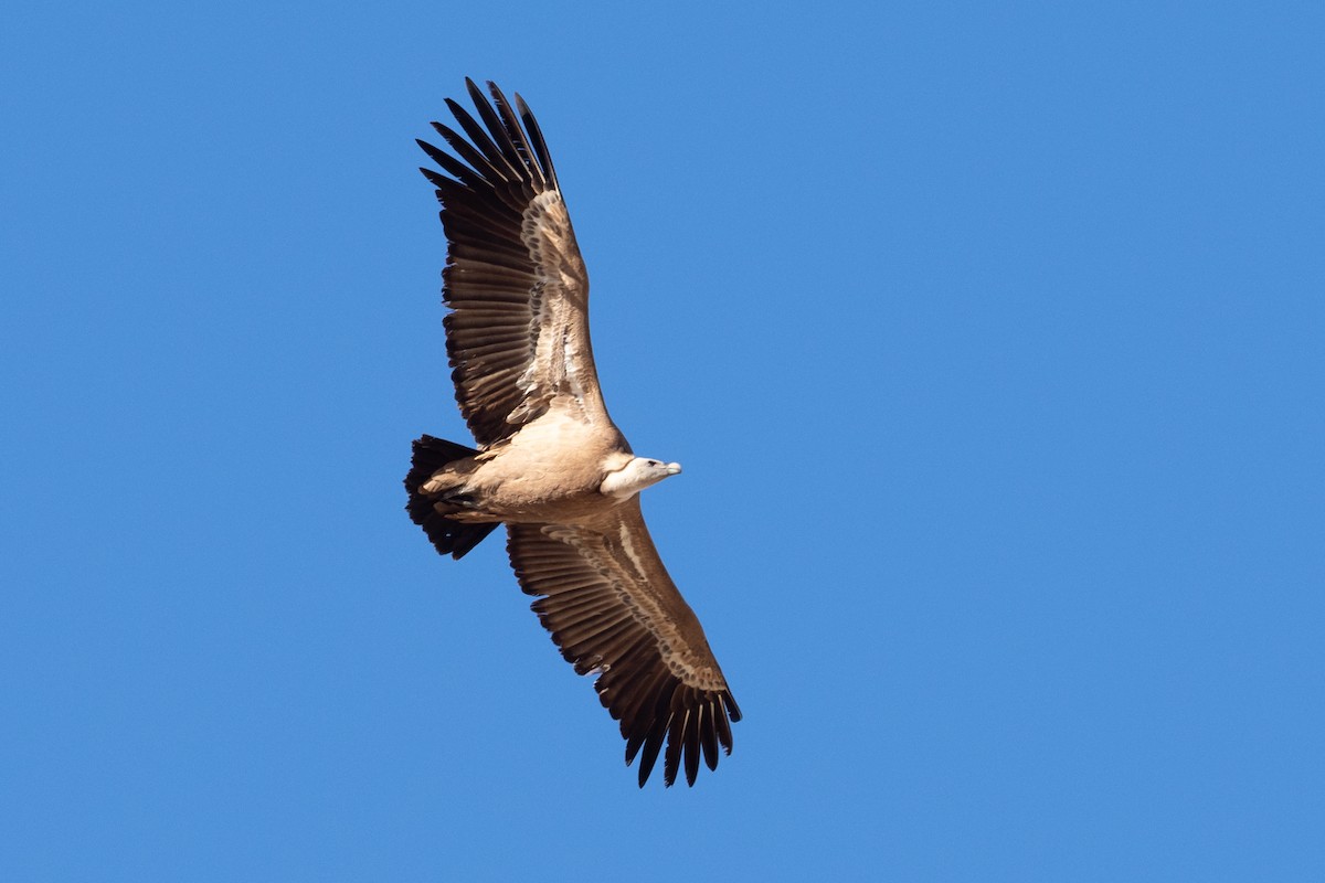 נשר מקראי - ML627563502