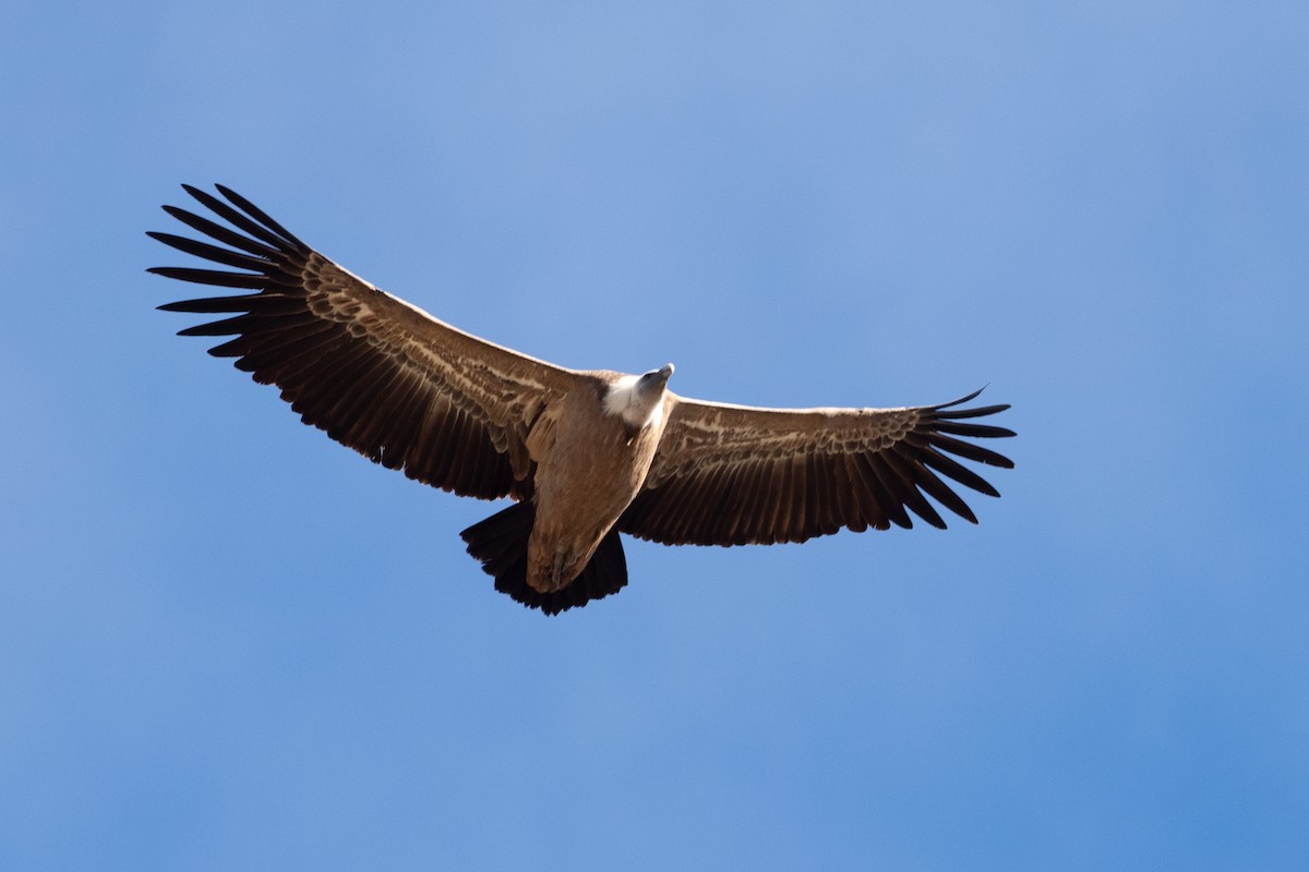 נשר מקראי - ML627563503