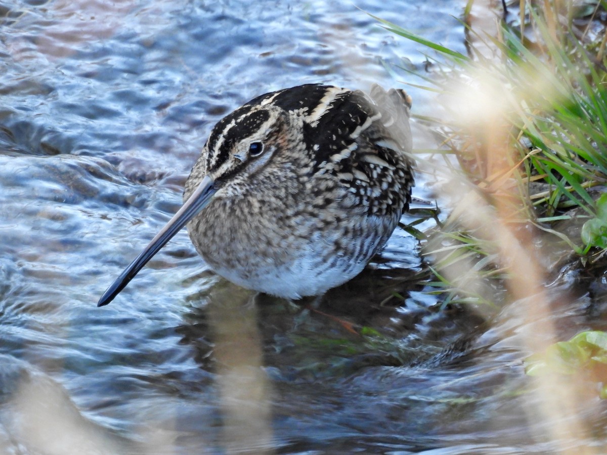 Wilson's Snipe - ML627563510