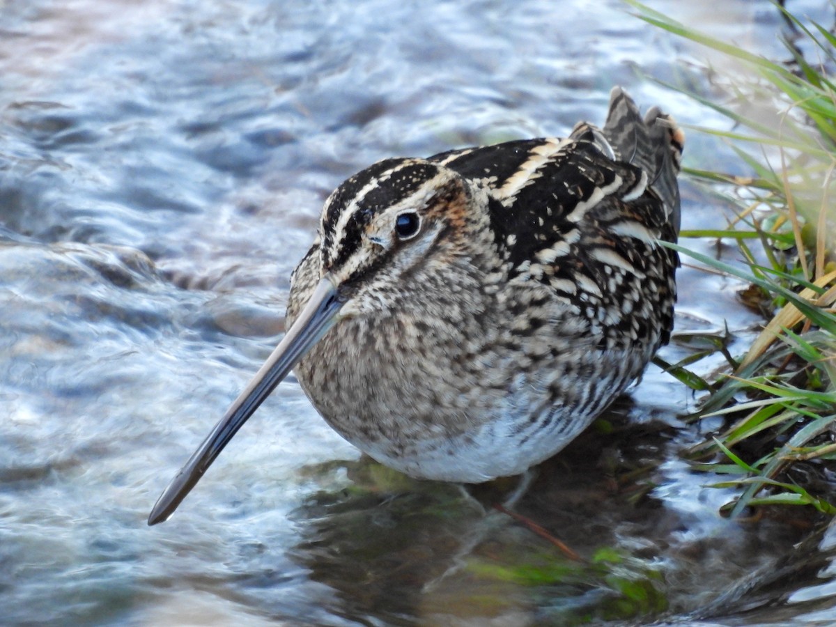 Wilson's Snipe - ML627563511