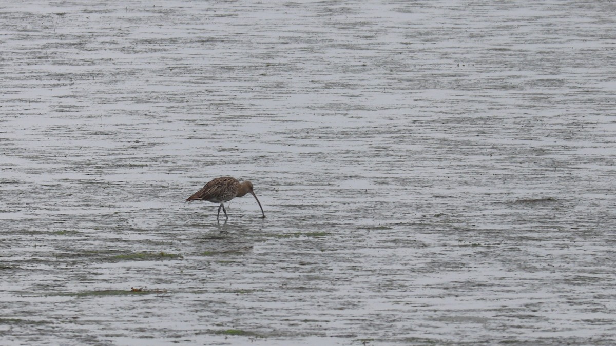 Eurasian Curlew - ML627563519