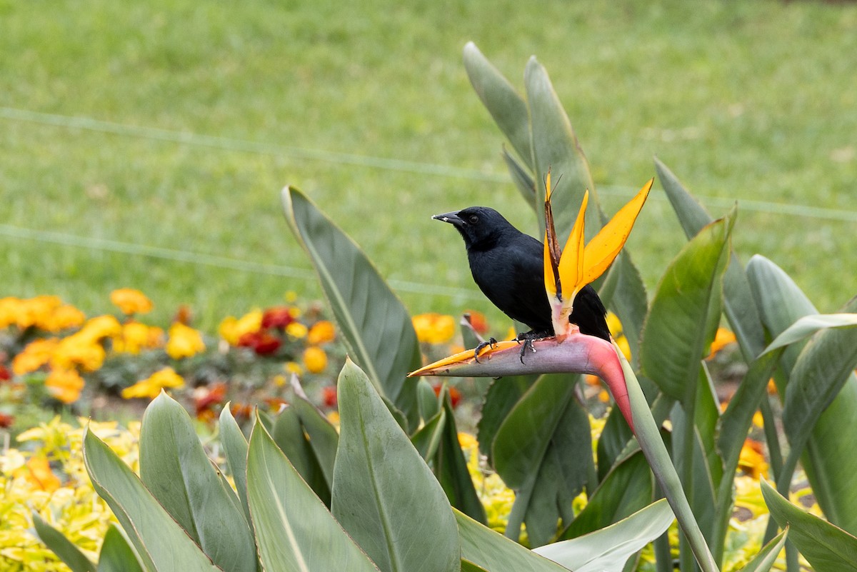 Scrub Blackbird - ML627563534