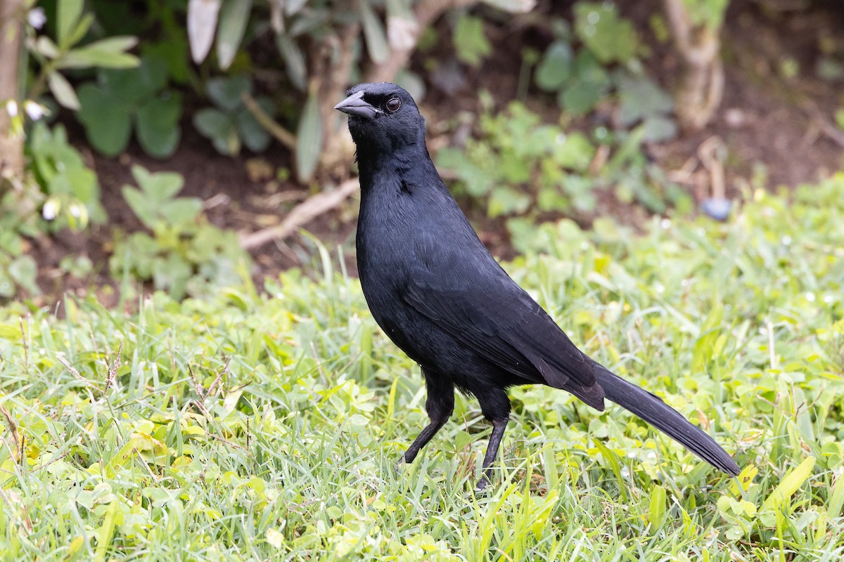 Scrub Blackbird - ML627563535