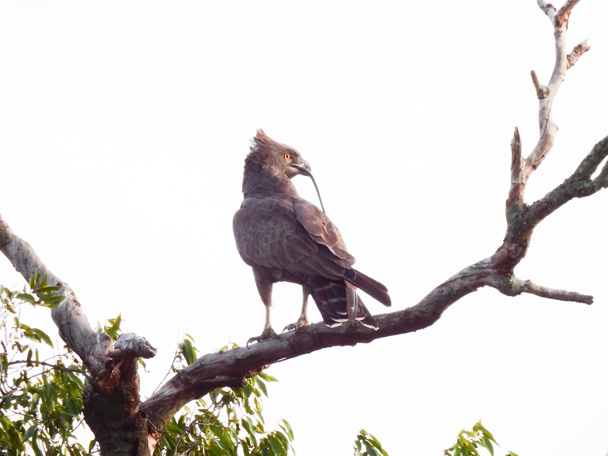 Brown Snake-Eagle - ML627563564