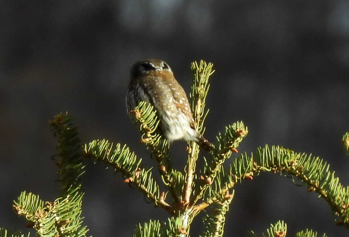 Northern Pygmy-Owl - ML627563609