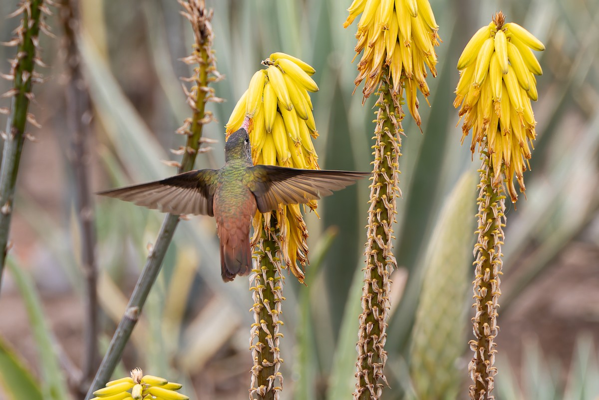 Amazilia Hummingbird - ML627563667