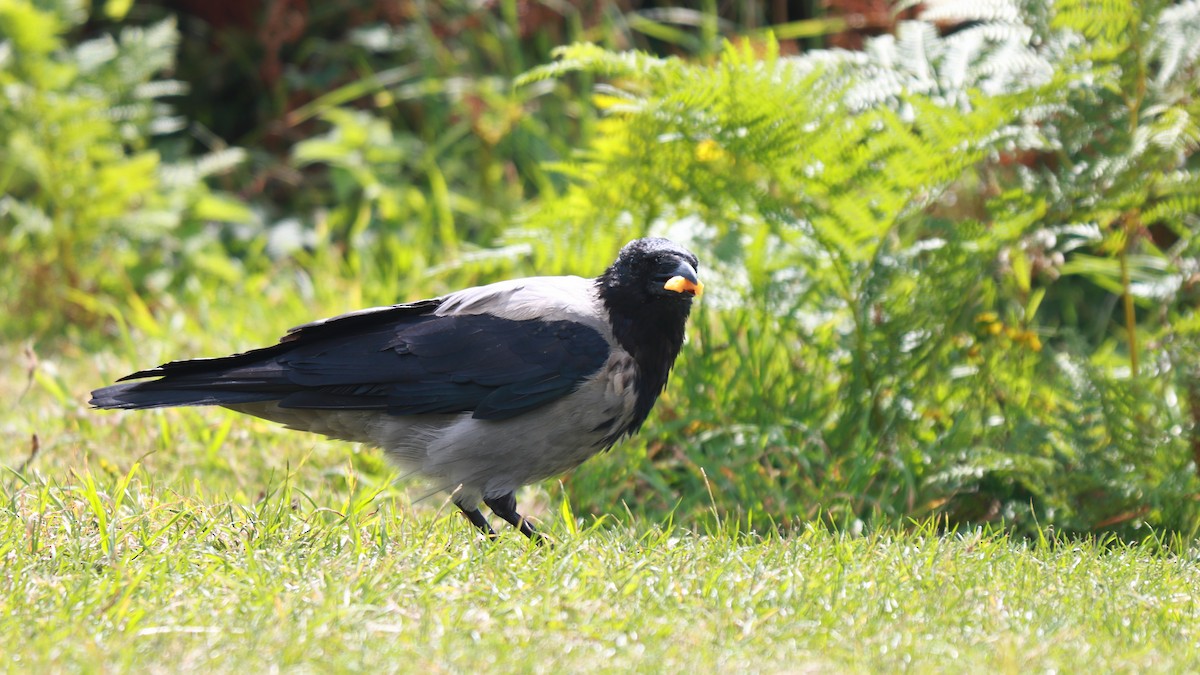Hooded Crow - ML627563688