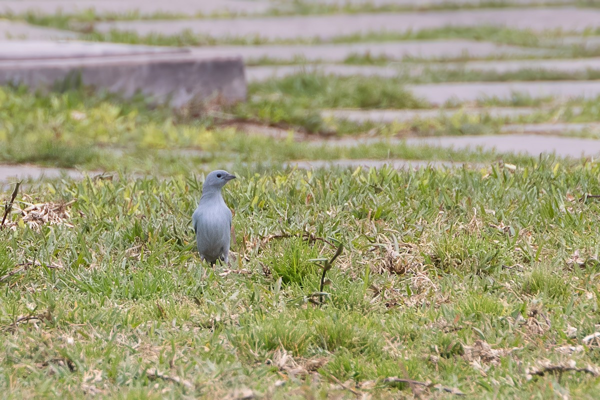 Blue-gray Tanager - ML627563759