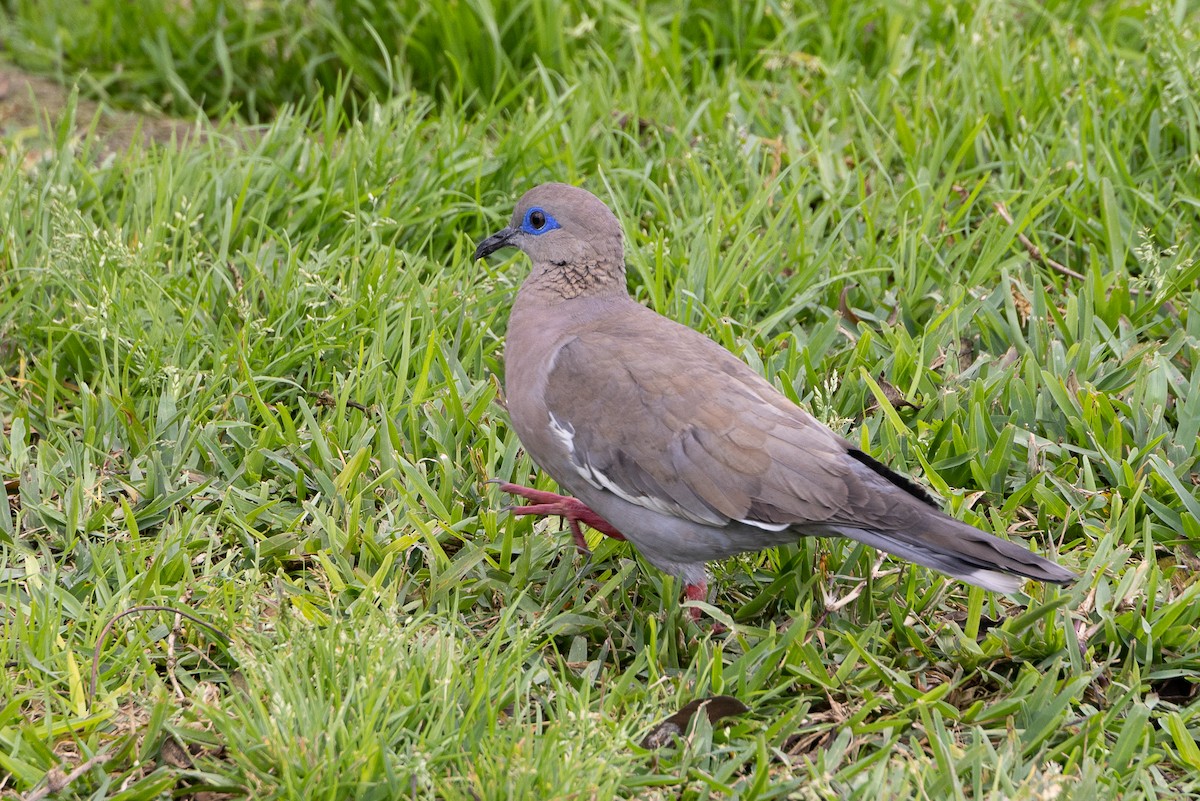 West Peruvian Dove - ML627563800