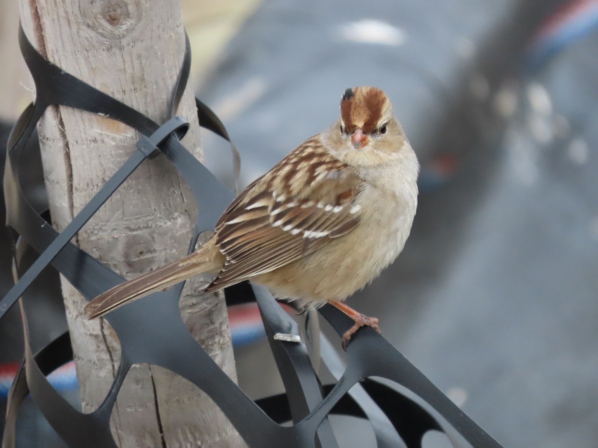 White-crowned Sparrow - ML627563816