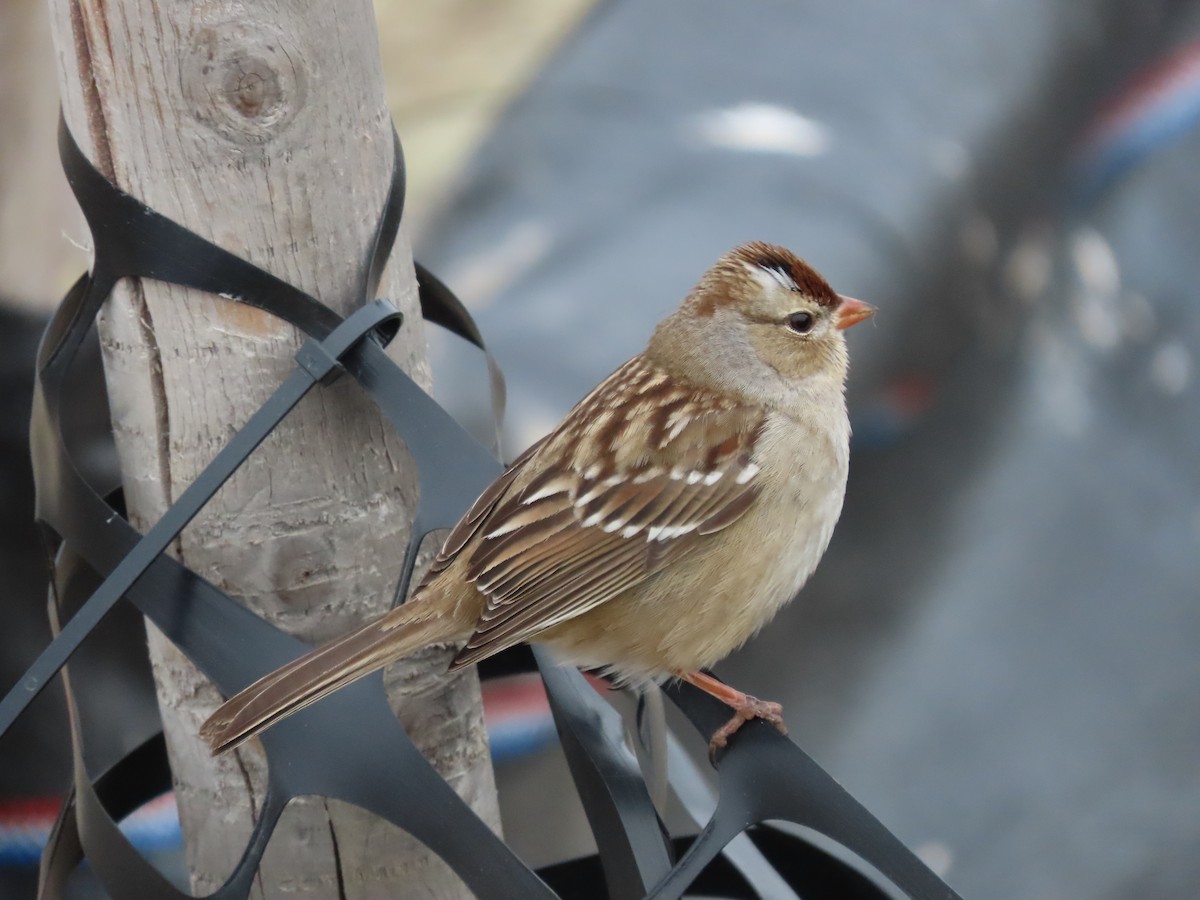 White-crowned Sparrow - ML627563817