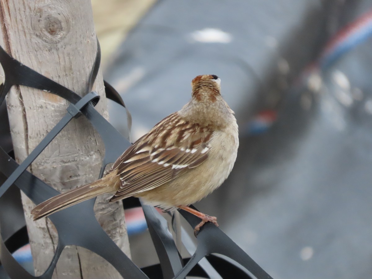 White-crowned Sparrow - ML627563818