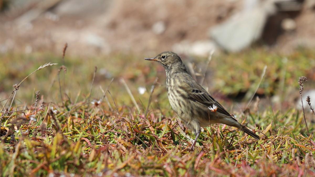 Rock Pipit - ML627563865