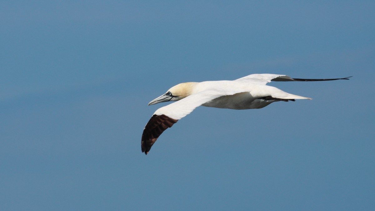 Northern Gannet - ML627563942