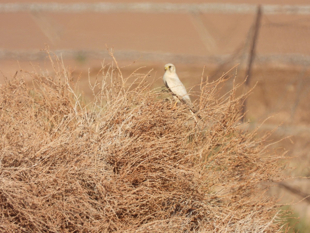 Lesser Kestrel - ML627563998