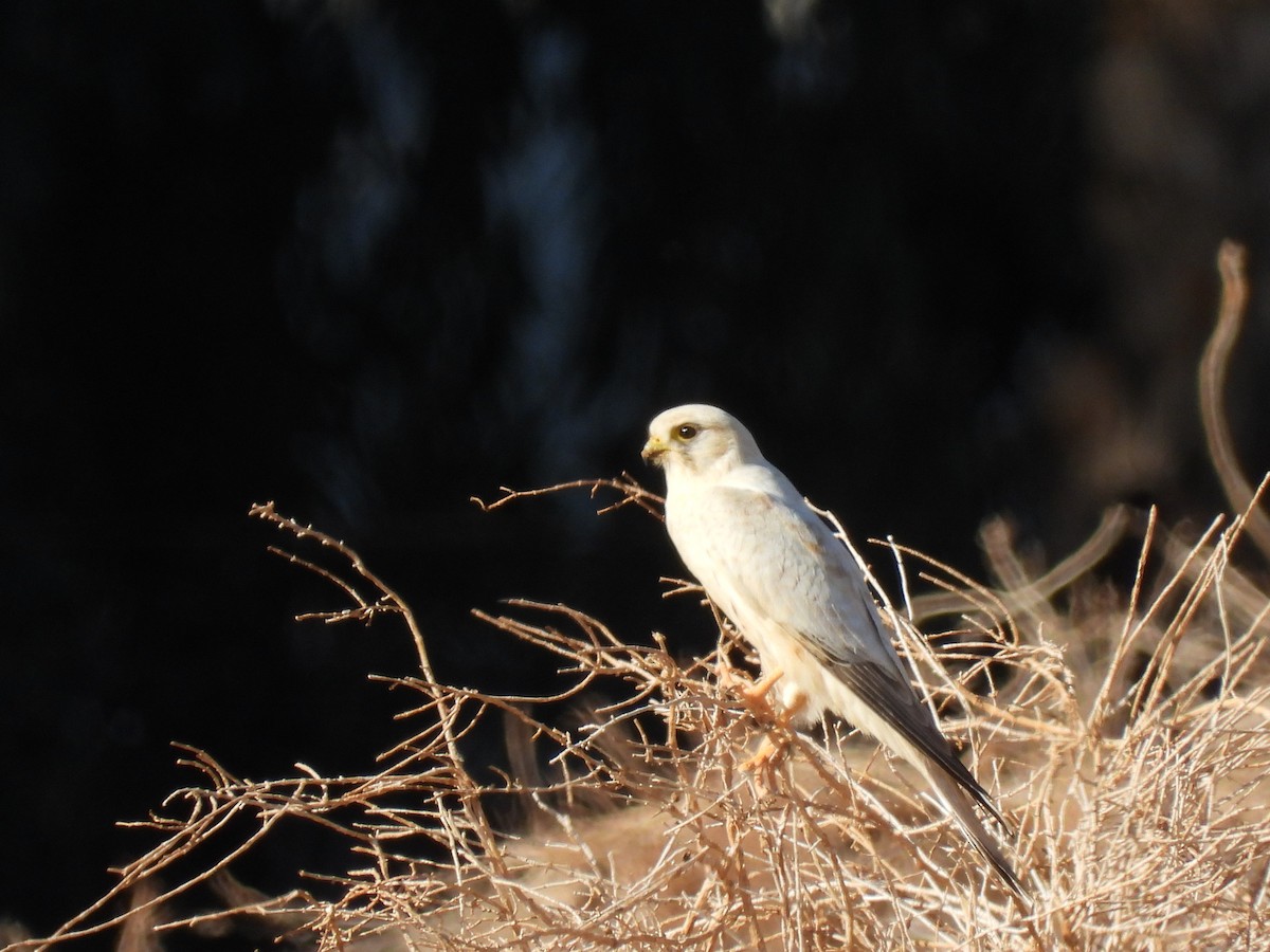 Lesser Kestrel - ML627563999