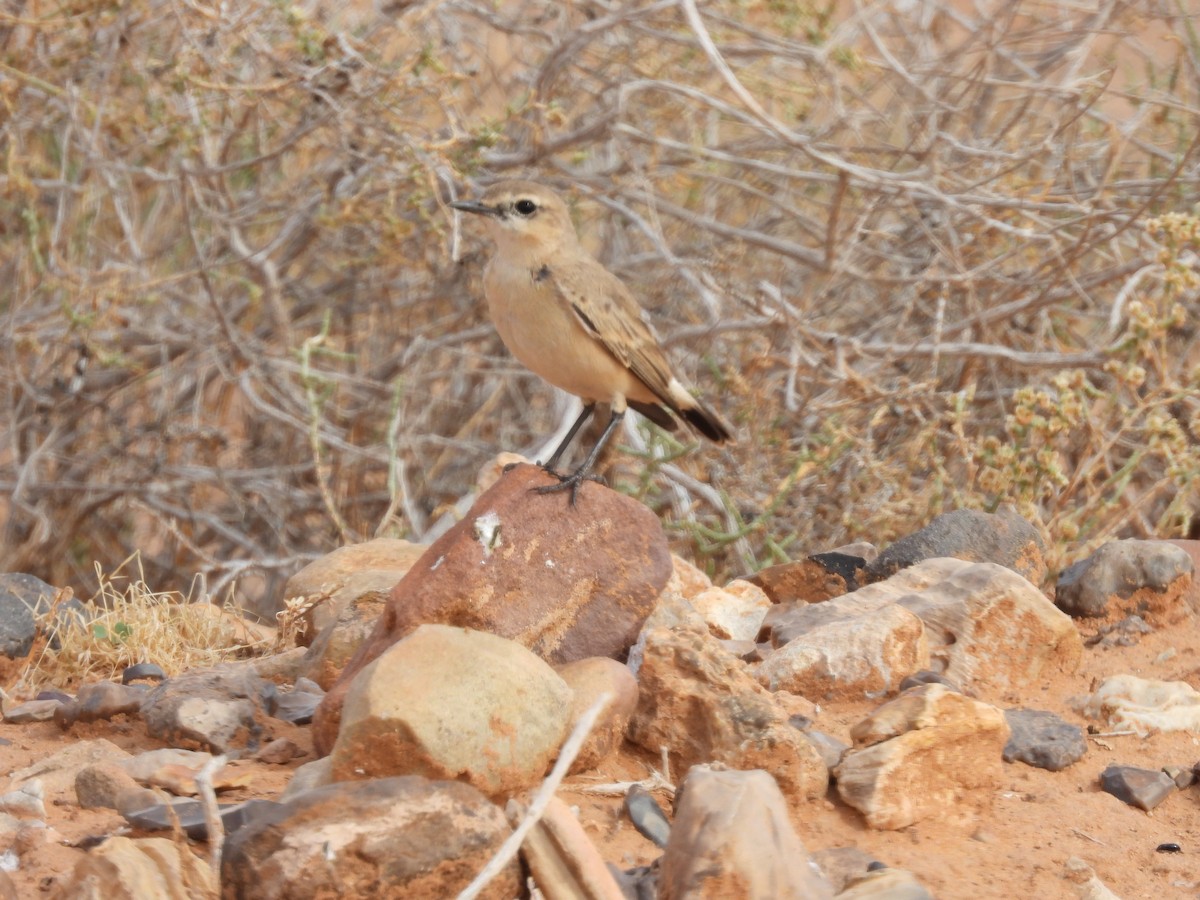 Isabelline Wheatear - ML627564018