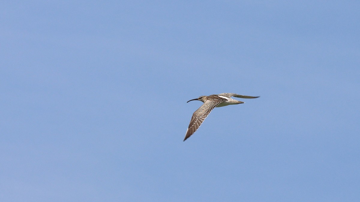 Eurasian Whimbrel - ML627564138
