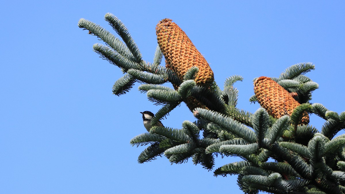 Coal Tit - ML627564209