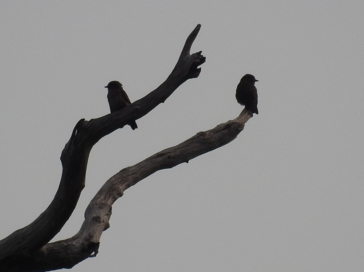 Square-tailed Sawwing - ML627564245