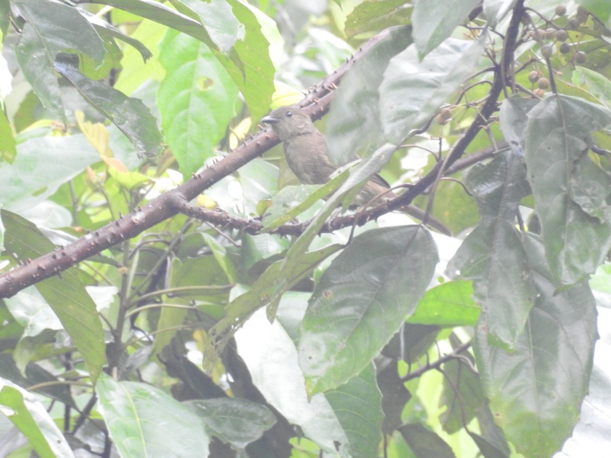 Little Greenbul - ML627564276