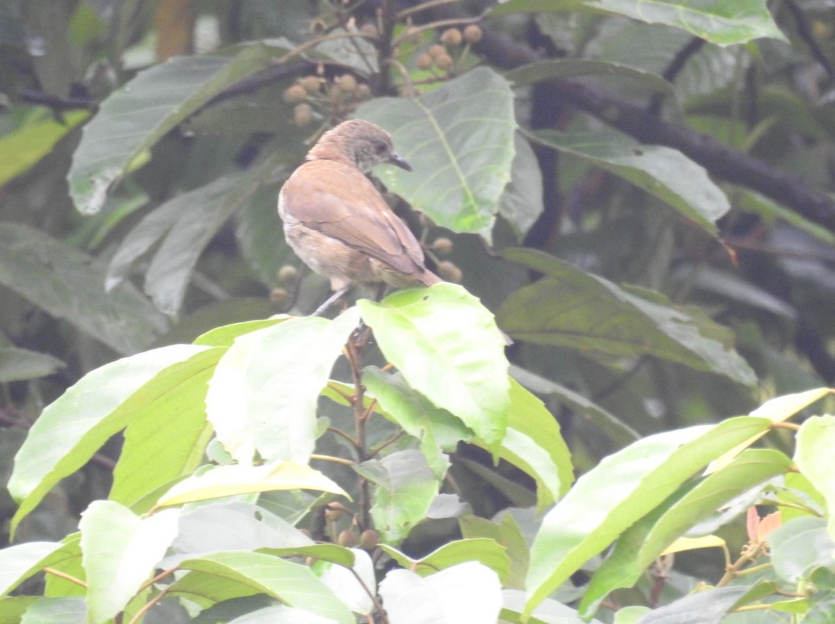 Plain Greenbul - ML627564286