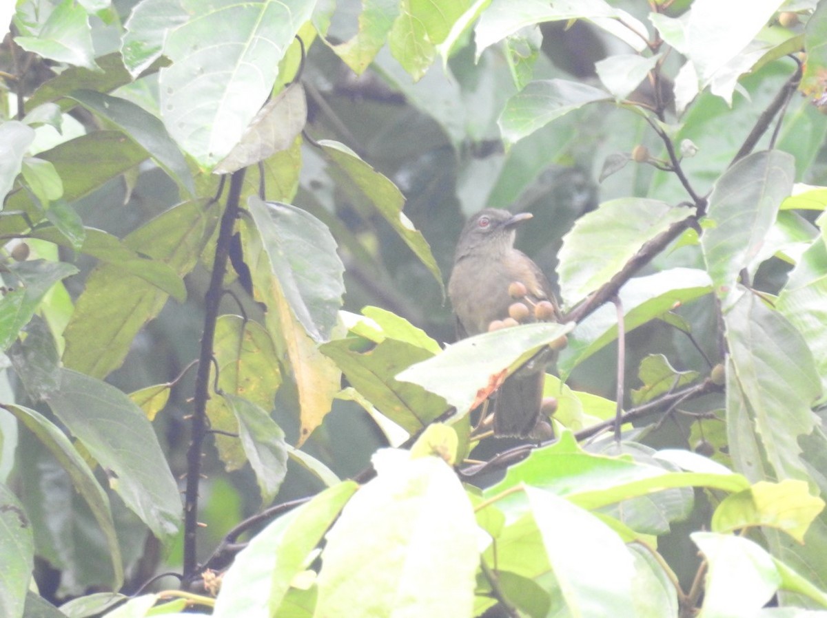 Gray Greenbul - ML627564292