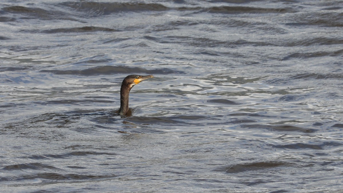 Great Cormorant - ML627564311