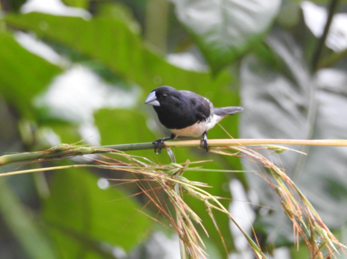 Black-and-white Mannikin - ML627564312