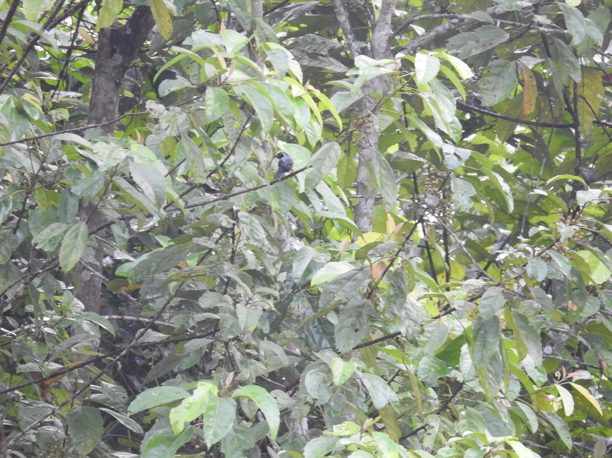 Gray-headed Nigrita - ML627564323