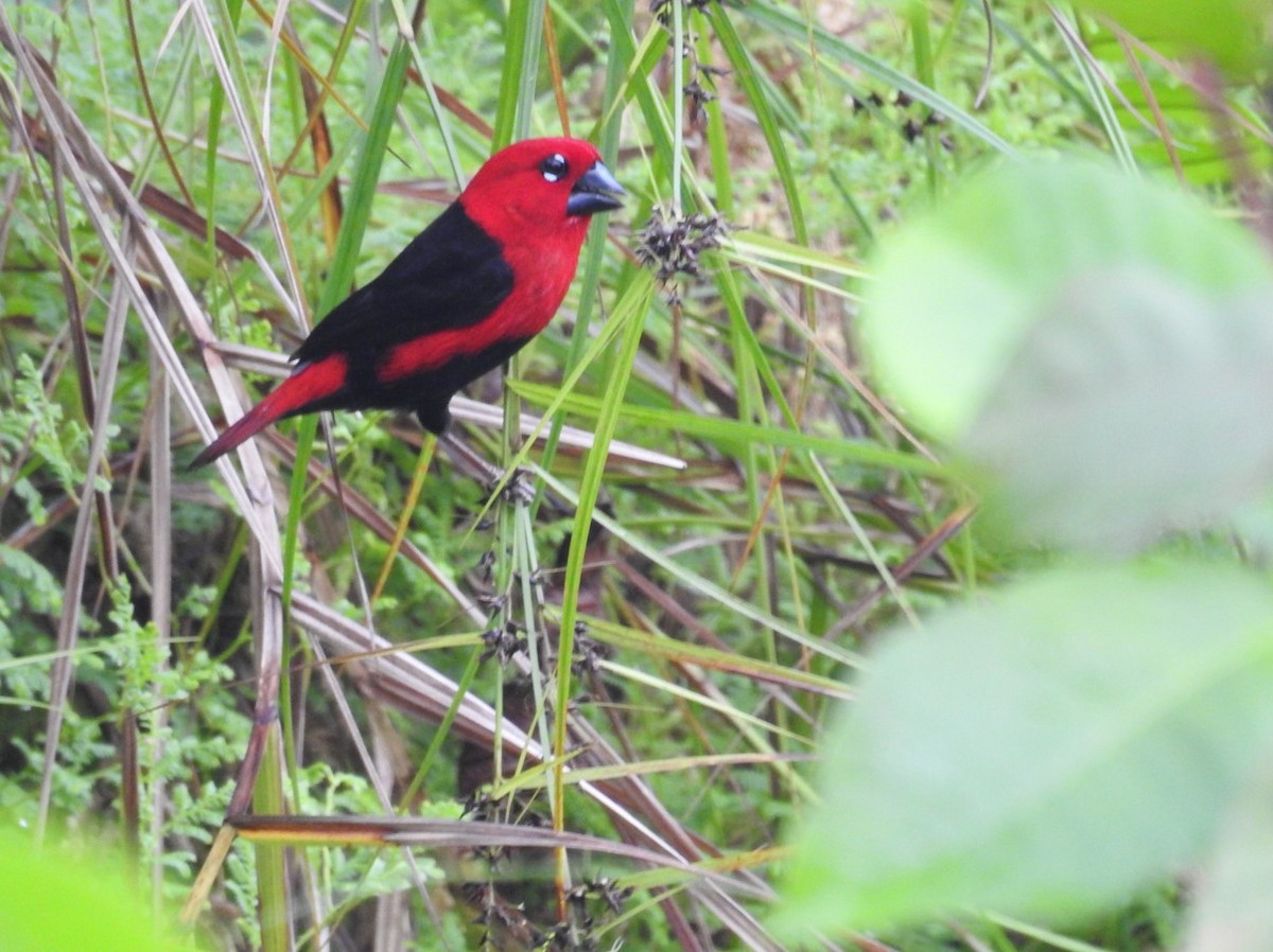 Black-bellied Seedcracker - ML627564325