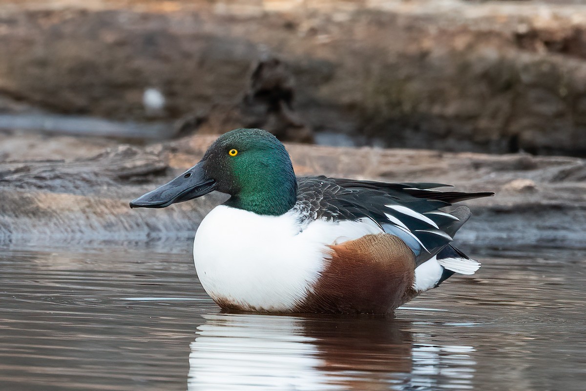 Northern Shoveler - ML627564330