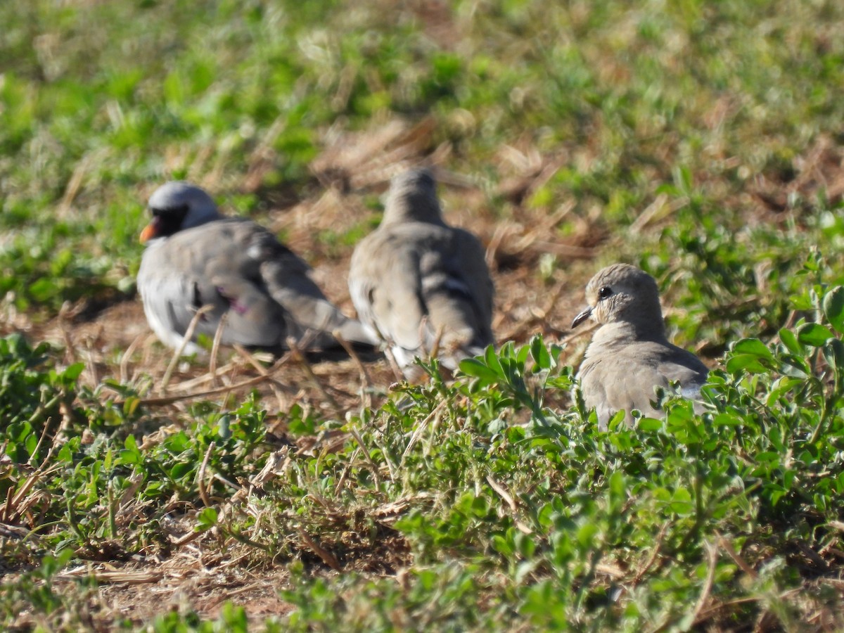 Namaqua Dove - ML627564334