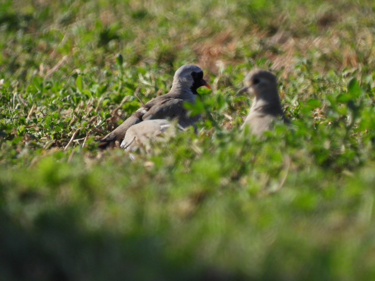 Namaqua Dove - ML627564335