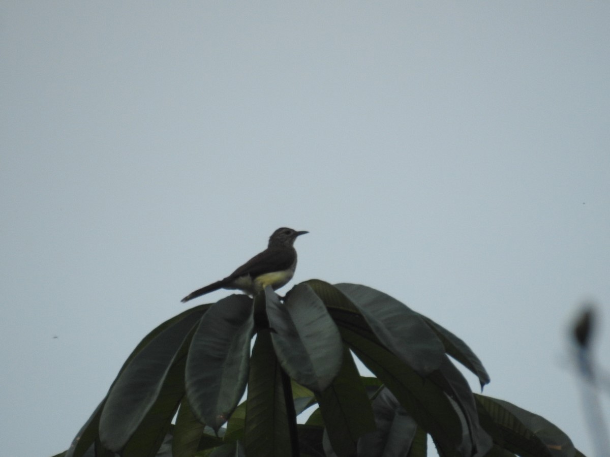 Swamp Greenbul - ML627564345