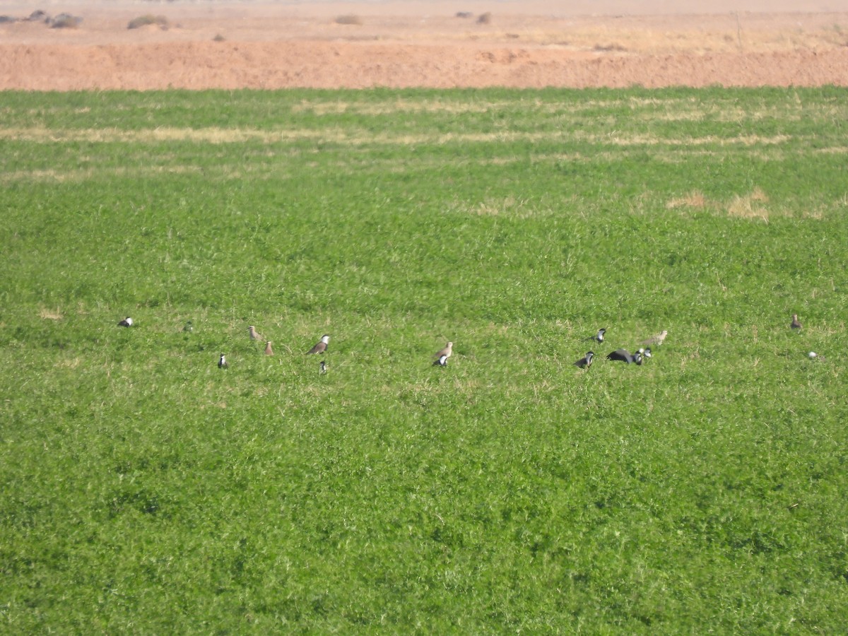 Spur-winged Lapwing - ML627564346