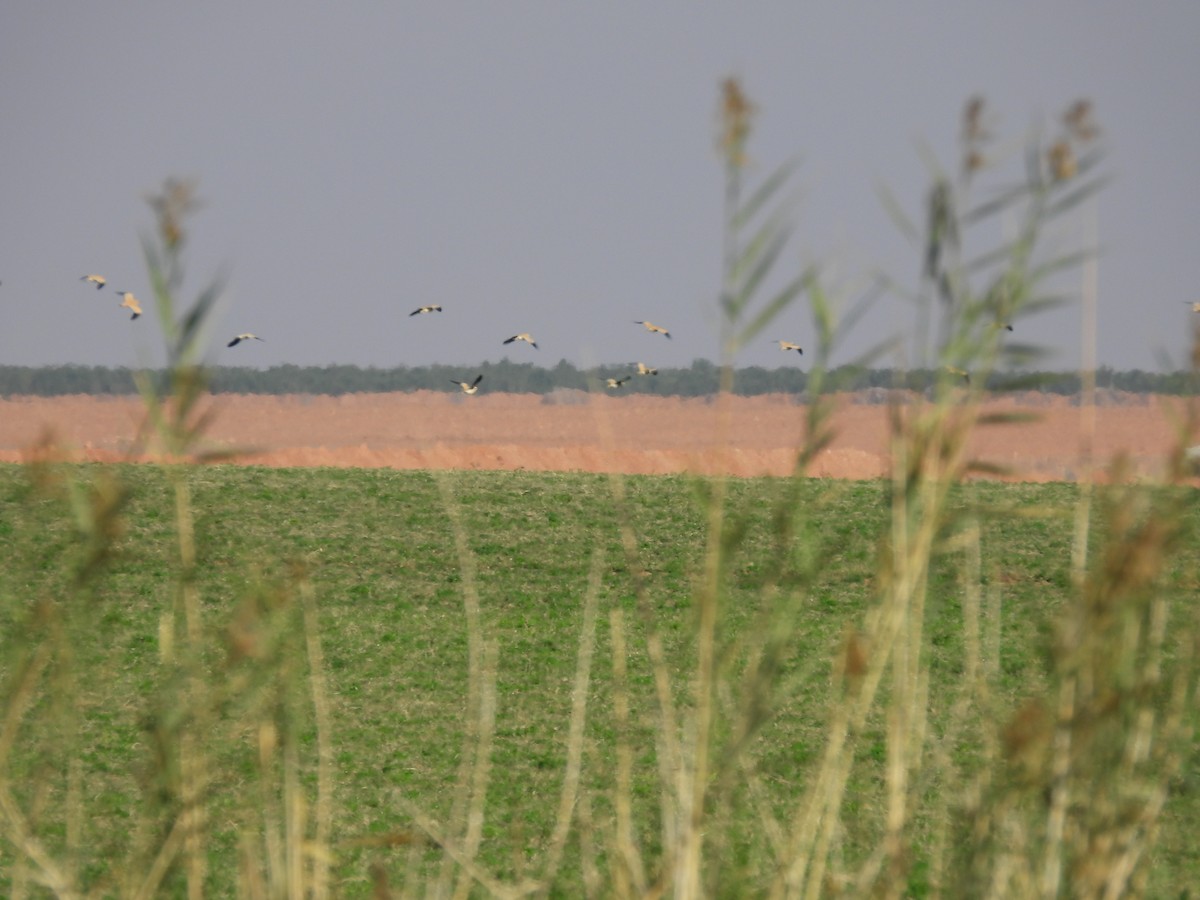 Cream-colored Courser - ML627564351