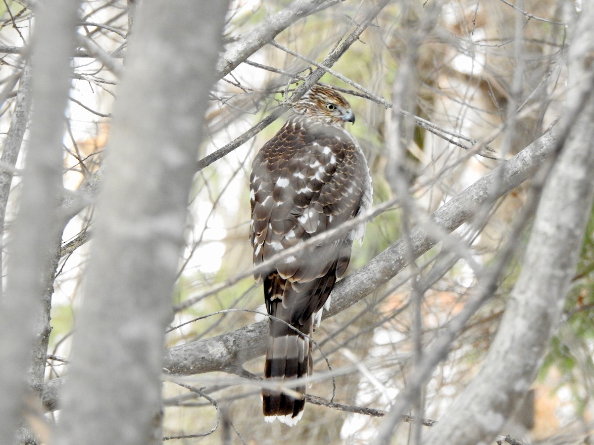 Cooper's Hawk - ML627564356