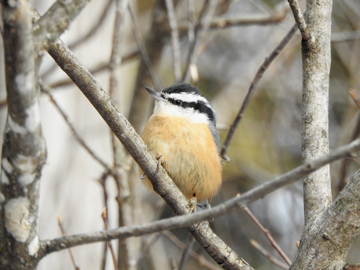 Red-breasted Nuthatch - ML627564373