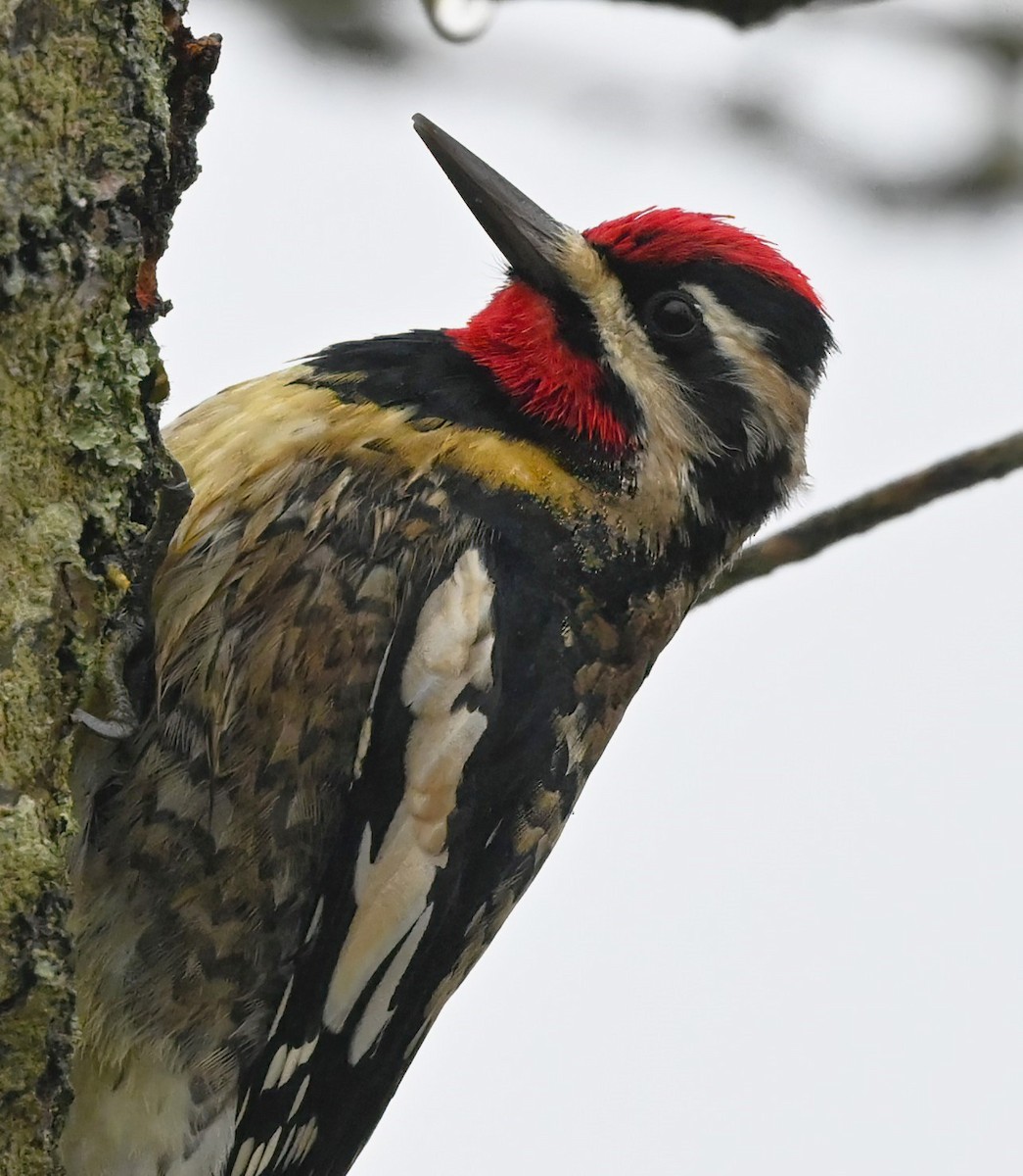 Yellow-bellied Sapsucker - ML627564417