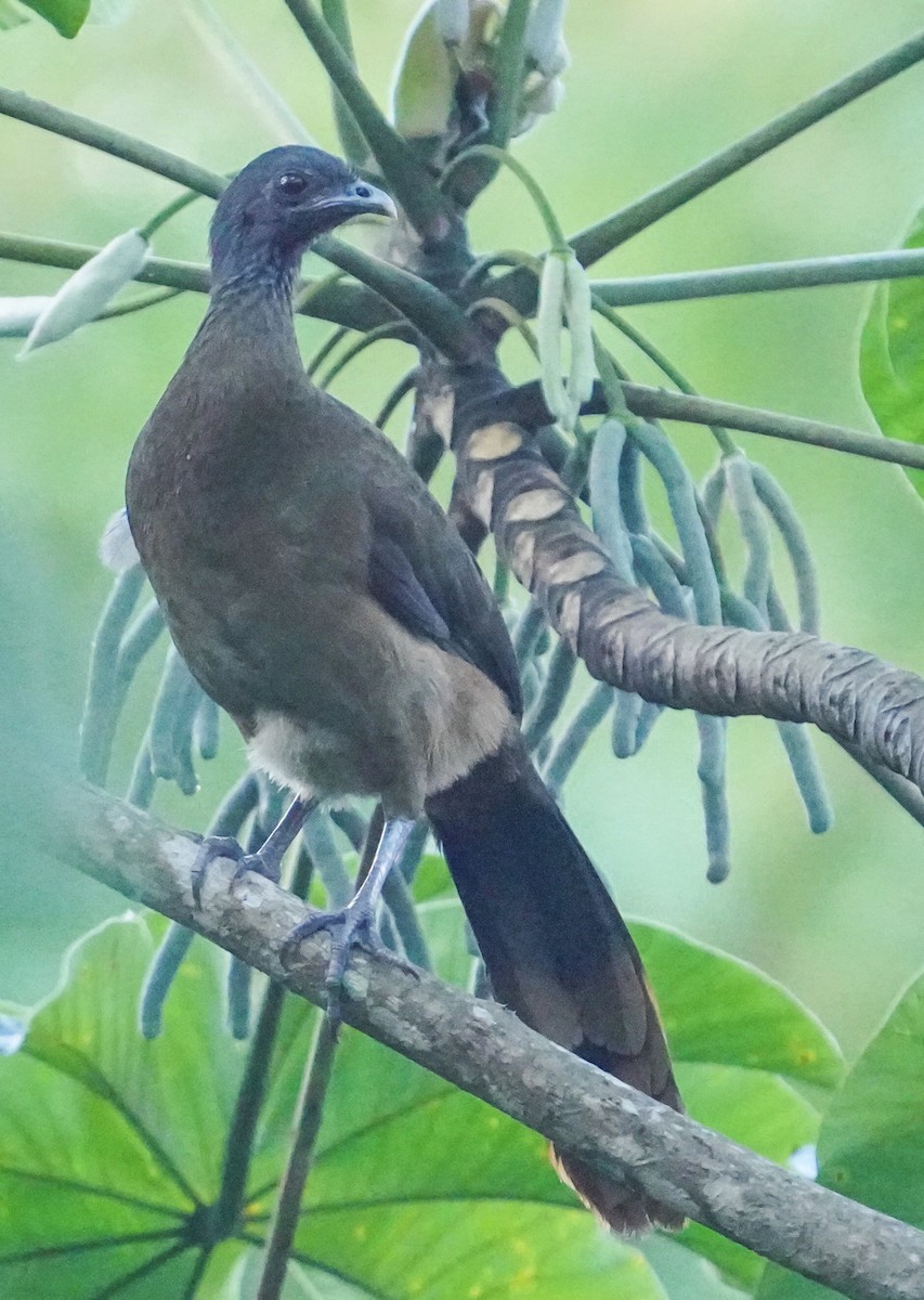 Chachalaca Culirroja - ML627564422