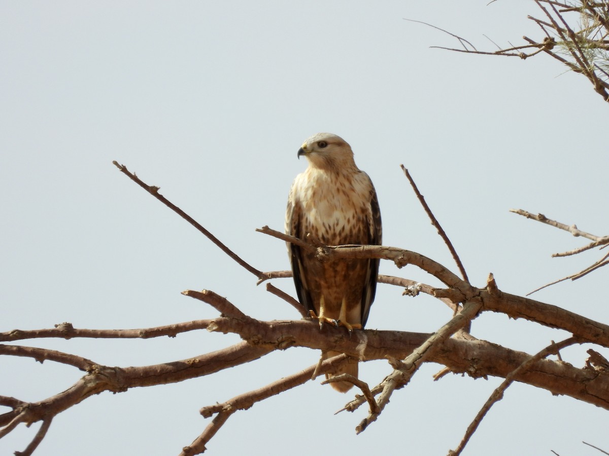 Long-legged Buzzard - ML627564440